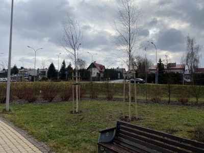 Nasadzenia w parku przy ul. Bł. Karoliny