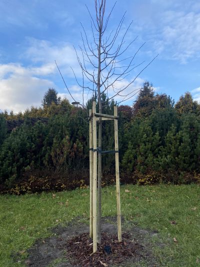 Nasadzenia w Parku Jedności Polonii z Macierzą