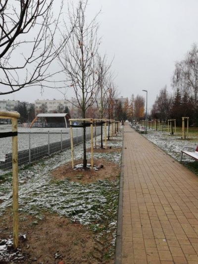 Nasadzenia na terenie rekreacyjnym przy ul. Zbyszewskiego