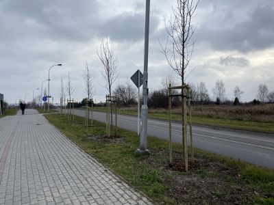 Nasadzenia przy ul. Bł. Karoliny