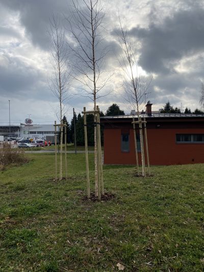 Nasadzenia w Parku Niezapominajek