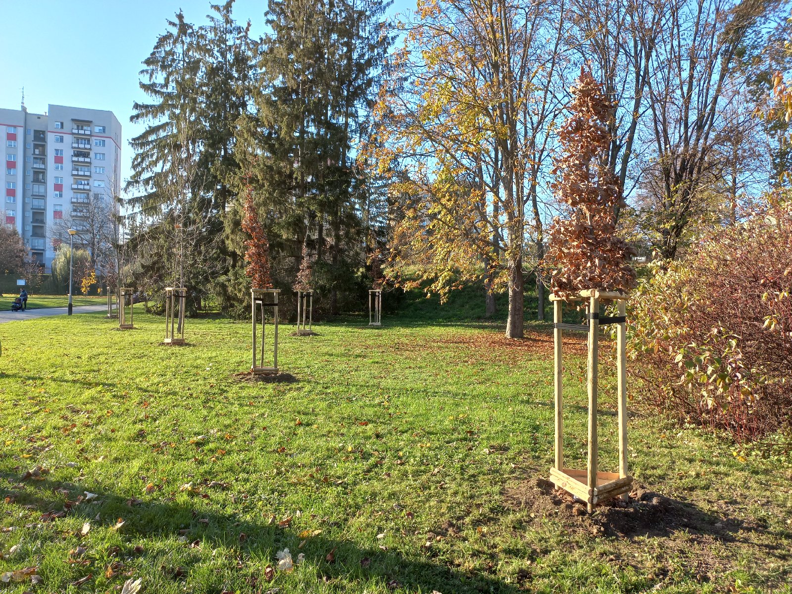 Nowe nasadzenia: dęby w Parku Kultury i Wypoczynku |  fot. Zarząd Zieleni Miejskiej w Rzeszowie