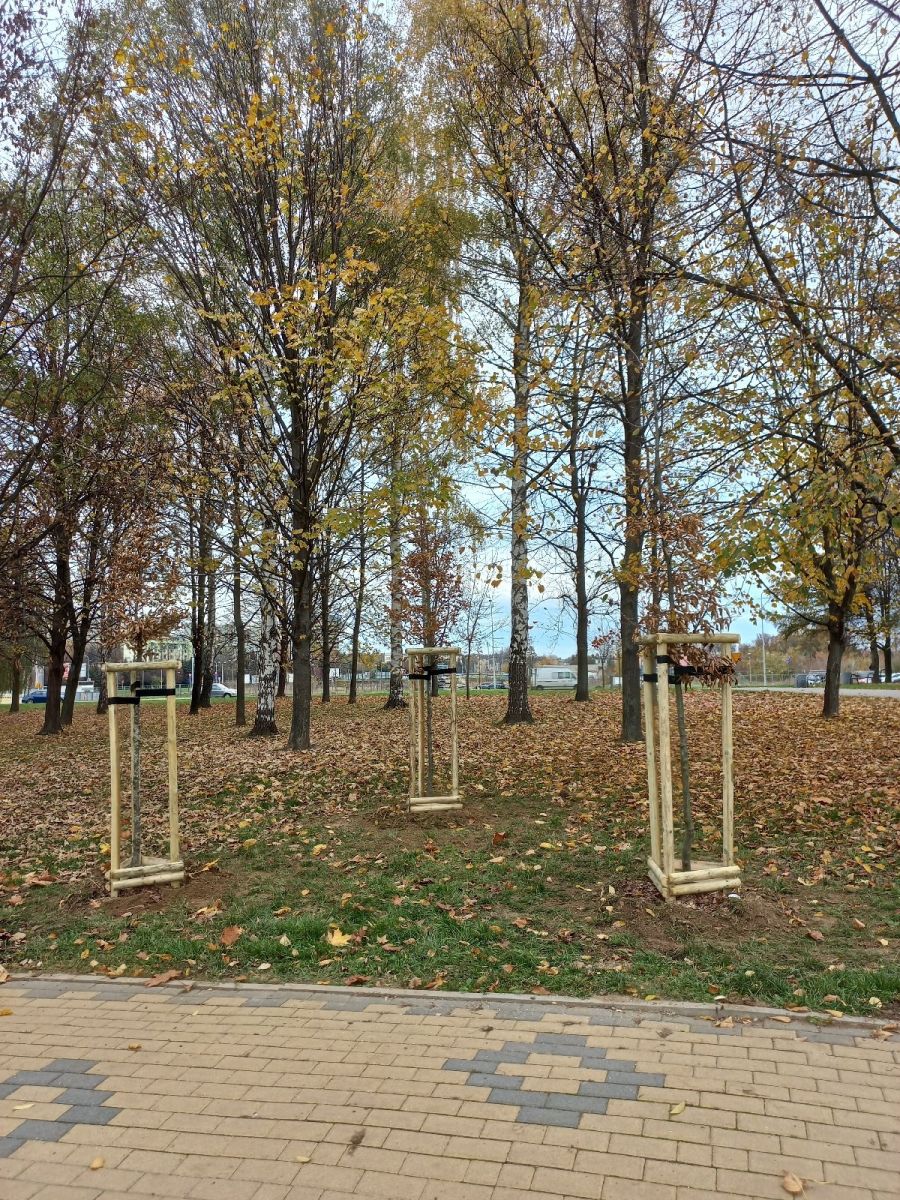 Nowe nasadzenia: graby w Parku Kmity | fot. Zarząd Zieleni Miejskiej w Rzeszowie