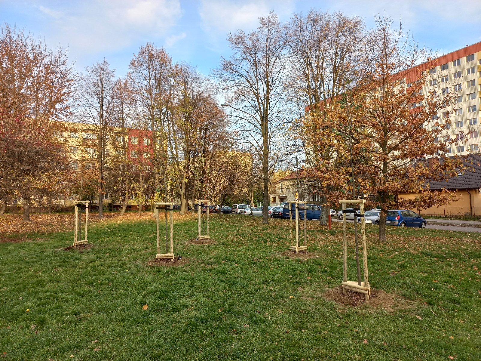 Nowe nasadzenia: lipy w Parku Kmity | fot. Zarząd Zieleni Miejskiej w Rzeszowie