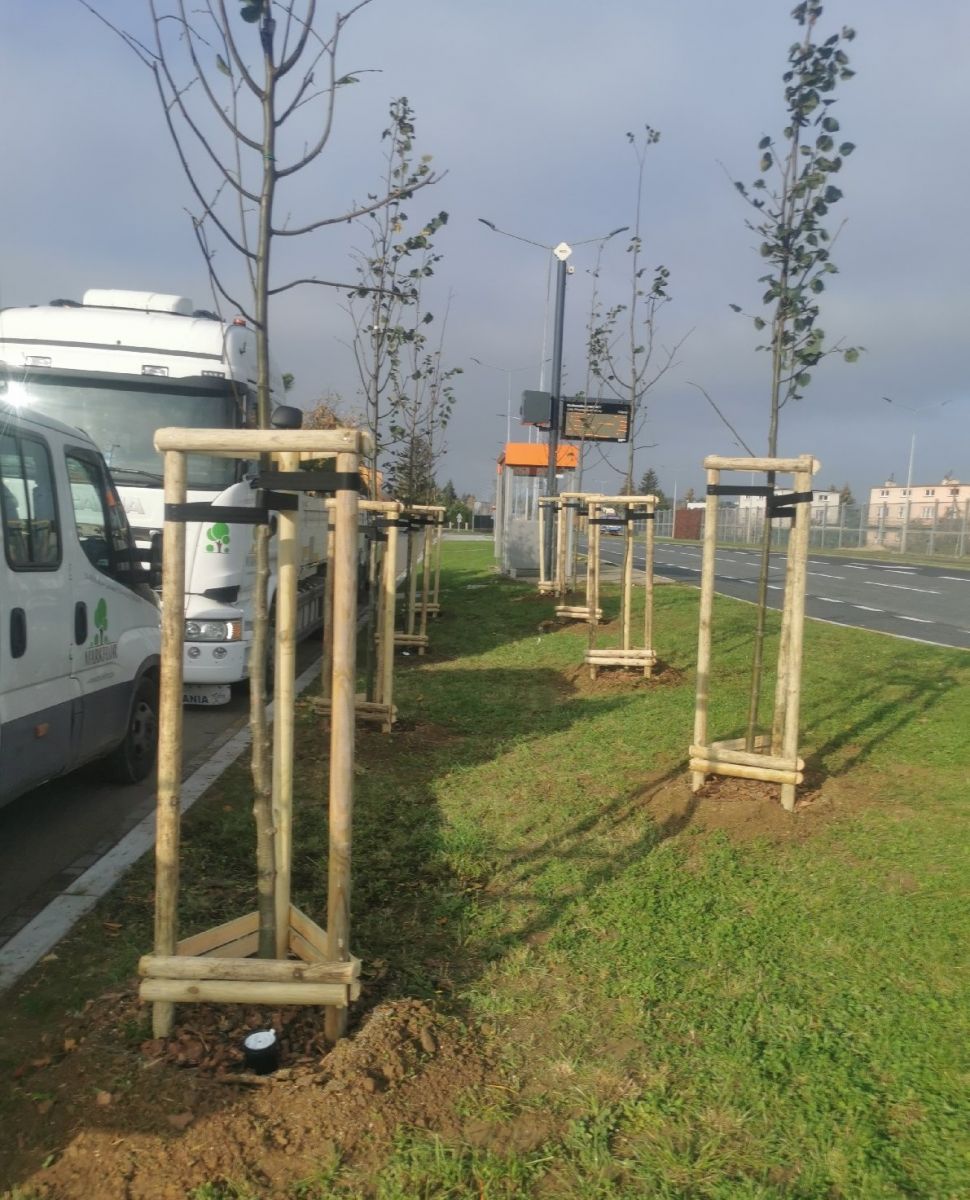 Nowe nasadzenia: lipy przy ul. Krakowskiej | fot. Zarząd Zieleni Miejskiej w Rzeszowie