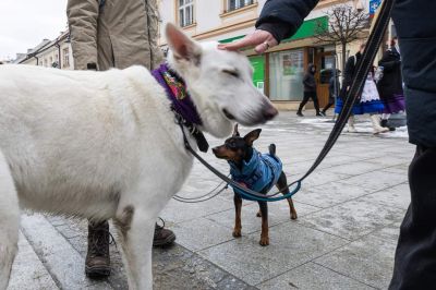 Animal Hero, fot. Grzegorz Bukała, Urząd Miasta Rzeszowa