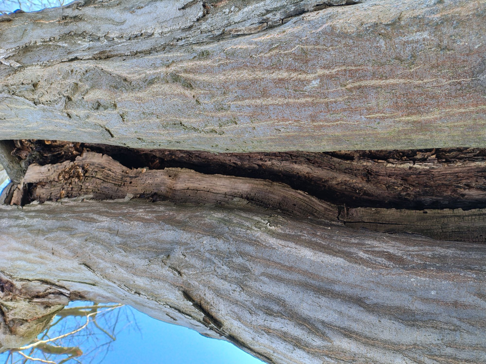 Uszkodzenie pnia drzewa z gatunku Grab pospolity.