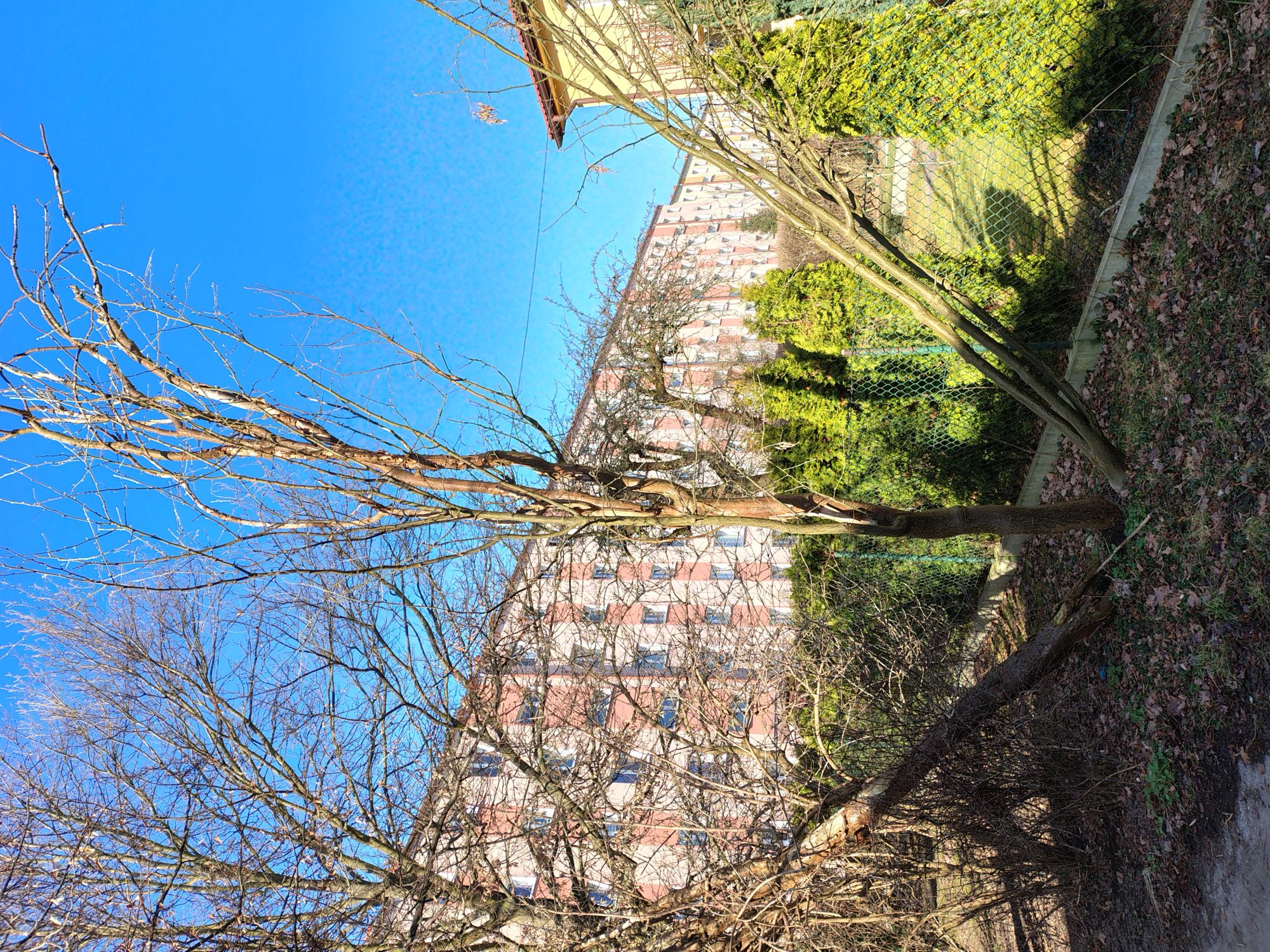 Drzewo z gatunku Złotokap pospolity.